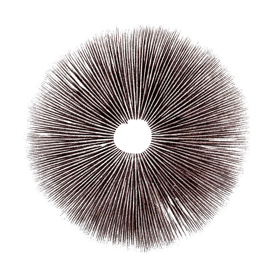 magic mushroom spore